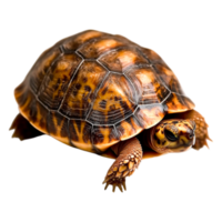 Captivating closeup of a Colorful Terrapin with Bold Shell Patterns png