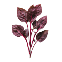 Fresh red spinach on a clean transparent background showcasing vibrant leaves and stems ready for culinary use, red spinach on transparent background png