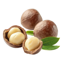 Macadamia nuts with green leaves isolated on a transparent background, showcasing their natural beauty and richness, macadamia nuts with leaf isolated on transparent background png
