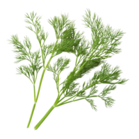 Fresh dill sprigs isolated on a transparent background for culinary use or herbal decoration, Fresh dill isolated on transparent background png