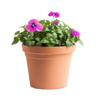 A vibrant flower pot with blooming purple pansies against a clean transparent background, flower pot on transparent background, png