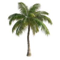 Isolated palm tree with lush green fronds against a clean transparent background showcasing tropical vibes, palm tree isolated on transparent background png