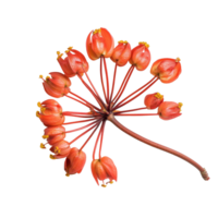 Elegant Dipterocarpus Alatus flower on a transparent background highlights its unique structure and colors, Dipterocarpus Alatus Flower on transparent background png
