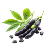 Organic green kernel black beans with leaves isolated on a transparent background showcasing natural purity, Close up of organic green kernel black bean isolated on transparent Clipping path included png
