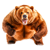 Fierce Brown Bear Roaring in Forest Setting with Intense Expression png