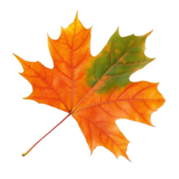 Beautiful isolated maple leaf showcasing vibrant autumn colors against a transparent background, Beautiful maple leave isolated transparent background png