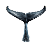 Humpback whale tail splashing water against a transparent background in an ocean setting, Humpback Whale Tails Splashing Water on transparent background png