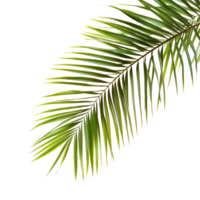 Lush green palm tree leaves isolated on a transparent background, Green leaves of palm tree isolated on tranaparent background isolated on transparent background png