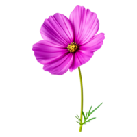 Vibrant Pink Flower with Delicate Petals Against a png