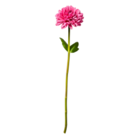 Pink Flower with Green Stem and Leaves on a Transparent Background png