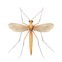 Detailed view of a mosquito isolated on a transparent background, showcasing its unique features and anatomy, mosquito isolated on transparent background png