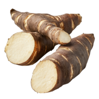 Yacon smallanthus sonchifolius tubers displayed on a clean transparent background illustrating its unique shape and texture, yacon smallanthus sonchifolius on transparent background png