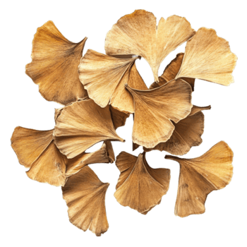 Ginkgo seeds displayed on a transparent surface showcasing their unique shape and texture in natural light, Ginkgo seeds on transparent background png