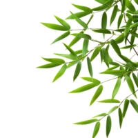 Bamboo leaves from a tropical plant isolated on a clean transparent background for design purposes, Bamboo leaves isolated on transparent backgroundfile png