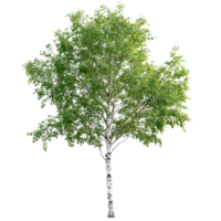 Lush summer green birch tree isolated on a transparent background showcasing vibrant leaves and slender trunk, Summer green birch tree, file of isolated object on transparent background png
