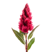A vibrant celosia flower in full bloom against a clean transparent background showcasing its unique texture and color, celosia flower isolated on transparent background png