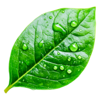 Fresh Green Leaf with Water Drops closeup on Dark Background png