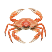A vibrant crab isolated on a clean transparent background highlighting its unique features and colors, a red crab top view isolated on transparent background png