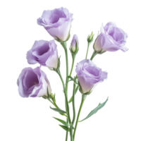Delicate lisianthus flowers in soft lavender hues arranged on a transparent background for a fresh, elegant look, lisianthus flowers isolated on transparent background png