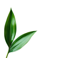 Green lily leaf resting on a clean transparent background, showcasing its vibrant texture and elegant shape, green lily leaf on transparent backgroundfile png