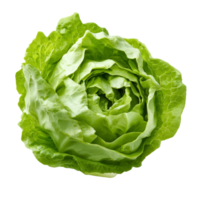 Fresh green iceberg lettuce isolated on a transparent background showcasing its crisp layers and vibrant color, Green Iceberg lettuce on transparent background png