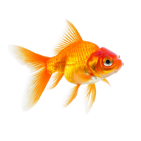 Bright goldfish carassius auratus swimming gracefully on a transparent background in a serene aquatic environment, goldfish carassius auratus isolated on transparent background png