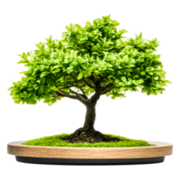 Lush Green Bonsai Tree on Wooden Base Surrounded by Moss png