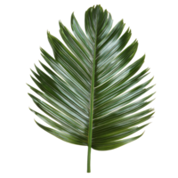 Clump of palm tree leaves resting on a bright transparent background highlighting its intricate details and lush texture, clump palm tree leaf on transparent backgroundfile png
