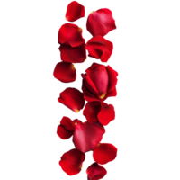 A scattered strip of vibrant red rose petals isolated on a clean transparent background, strip of scattered red rose petals, file of isolated object on transparent background png