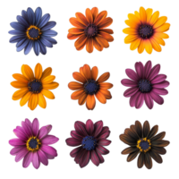 A vibrant collection of African daisies showcasing various colors and unique petal patterns from above, various african daisy single flower top view and with isolated on transparent background png