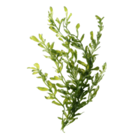 Detailed view of green algae isolated on a transparent background showcasing its unique structure, Algae isolated on transparent background. Algae transparent background png