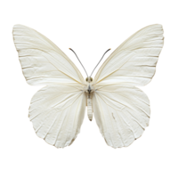 A delicate transparent butterfly perched elegantly on a smooth surface illuminated by light, 3D Butterfly on transparent background png