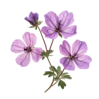 Delicate Geranium phaeum flowers blooming gracefully on a clean transparent background, Geranium phaeum flowers isolated on transparent background png