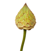 Fresh lotus stem on a minimalistic transparent background highlighting natural beauty and botanical details, lotus stem on transparent background png