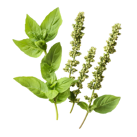 Holy basil leaves and flowers isolated on a transparent background for herbal and culinary use, Holy Basil,Ocimum sanctum isolate on transparent background png