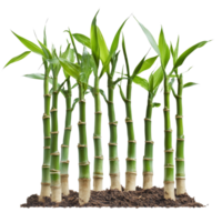 Fresh bamboo sprouts with vibrant green leaves isolated on a transparent background, Bamboo Sprouts isolated on transparent background png