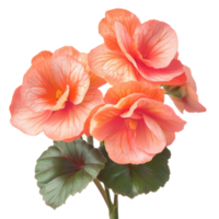 Begonia flowers in soft peach hues isolated on a transparent background showcasing their delicate beauty, begonia flowers isolated on transparent background png