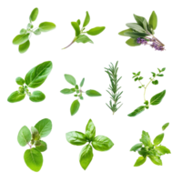 A vibrant collection of fresh herbs floating gracefully on a transparent background, Various colorful of herbs floating on the air isolated on transparent backgroud png