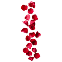 A delicate trail of scattered red rose petals creating a romantic atmosphere on a transparent surface, strip of scattered red rose petals, file of isolated object on transparent background png