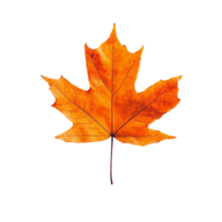Top view of a vibrant autumn maple leaf showcasing beautiful fall colors against a transparent background, maple leaf in autumn fall colour top view transparent background png