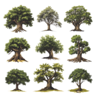 A collection of detailed illustrations of old trees on a clean transparent background showcasing their unique characteristics, Old Tree illustration transparent background png