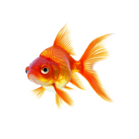 Colorful goldfish swimming gracefully against a bright transparent background in a serene setting, goldfish,isolated transparent background png