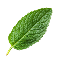 Fresh mint leaf isolated on a clean transparent background showcasing its vibrant green color and texture, mint leaf isolated on transparent background png