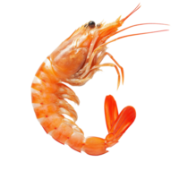 Fresh shrimp isolated on a pure transparent background showcasing its vibrant color and detailed features, shrimp isolated on transparent background png