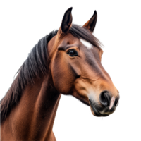 A detailed closeup of a horse head isolated against a transparent background showcasing its features and expression, horse head isolated on transparent background png