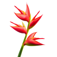 Stunning heliconia flower showcasing vibrant red and yellow colors against a bright transparent background, heliconia flower isolated on transparent background png