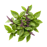 Holy Basil isolate on a transparent background showcasing fresh leaves and purple flowers, Holy basil leaf isolated on transparent background png