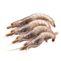 Fresh shrimp displayed on a clean transparent background, showcasing their natural color and texture for culinary inspiration, Fresh shrimp on a transparent background png