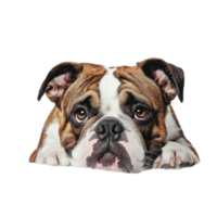 A bulldog with striking eyes resting on a soft surface against a transparent background, showcasing its unique features, Bulldog on transparent background png