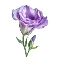 Elegant lisianthus flower with budding companion captured against a transparent background during daylight, lisianthus flower isolated on transparent background png